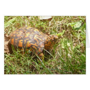 Painted Turtle