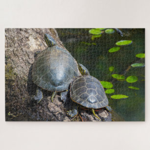 Painted Turtle Pair
