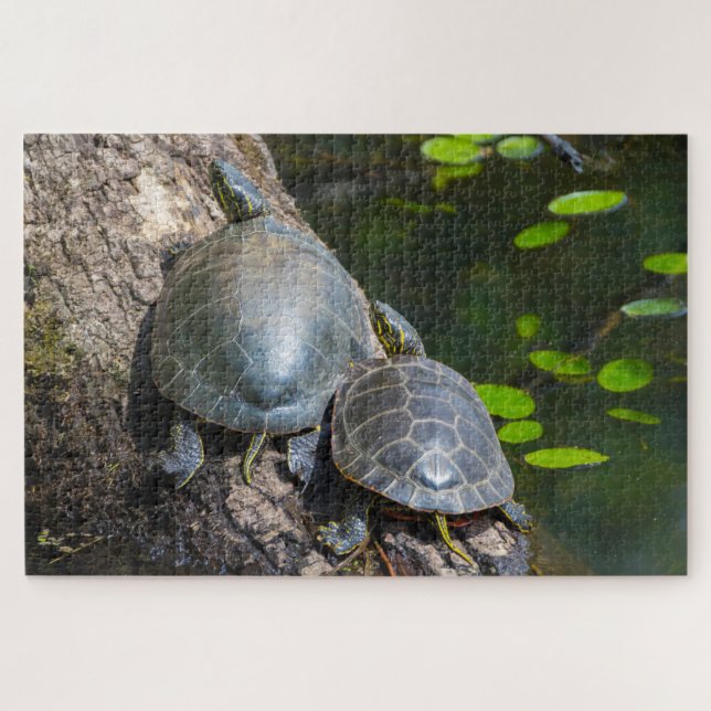Painted Turtle Pair (Horizontal)