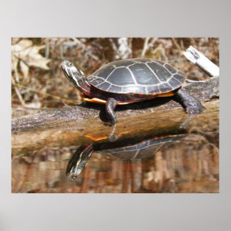 Painted Turtle Poster