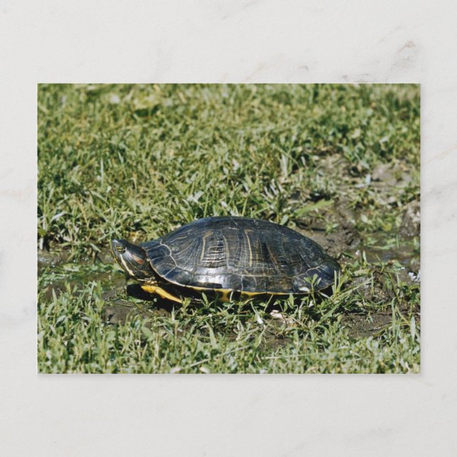 Painted Turtle Postkarte (Vorderseite)