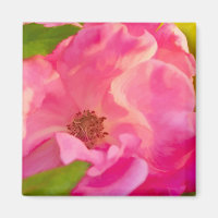 Painterly Abstrakt Pink Rose Floral Fotografy