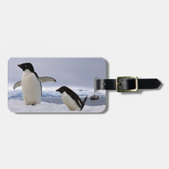 Pair Adelie Pinguine Antarktis Gepäckanhänger (Vorderseite horizontal)