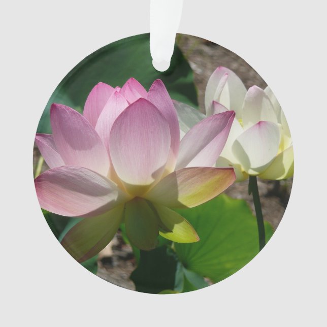 Pair de Lotus (devant)