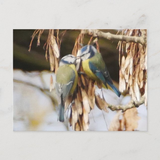 Pair of Blue Tit Birds Postcard Postkarte (Vorderseite)