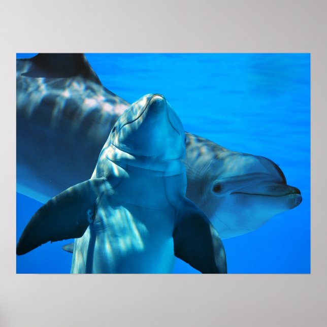 Pair of Curious Dolphins Poster (Vorne)