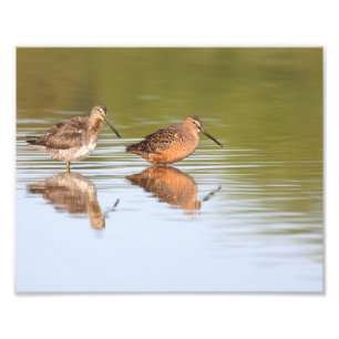 Pair of Dowitchers Fotodruck