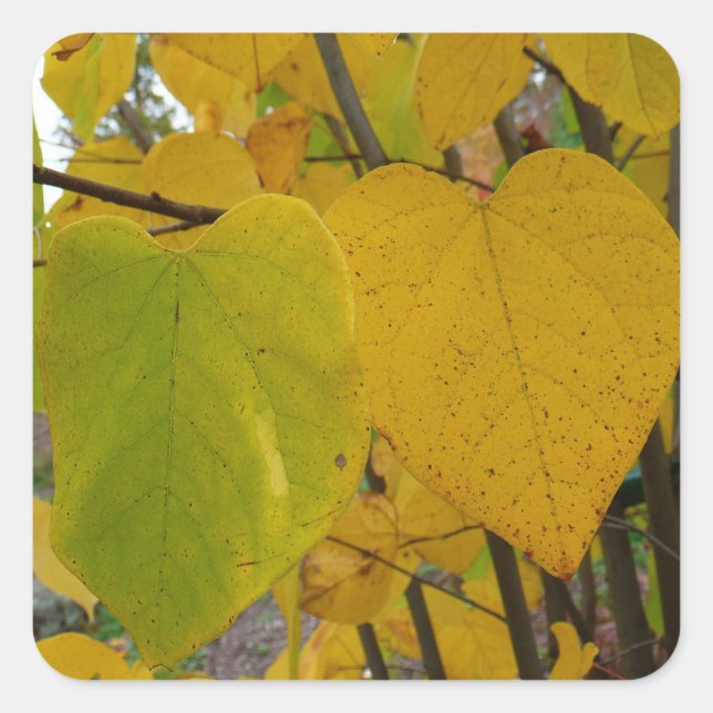 Pair of Fall Redbud Blätter Herbstfotografie Quadratischer Aufkleber (Vorderseite)