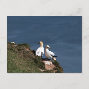 Pair of gannets in Bempton Cliffs Postkarte