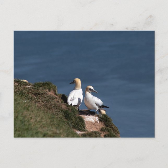Pair of gannets in Bempton Cliffs Postkarte (Vorderseite)