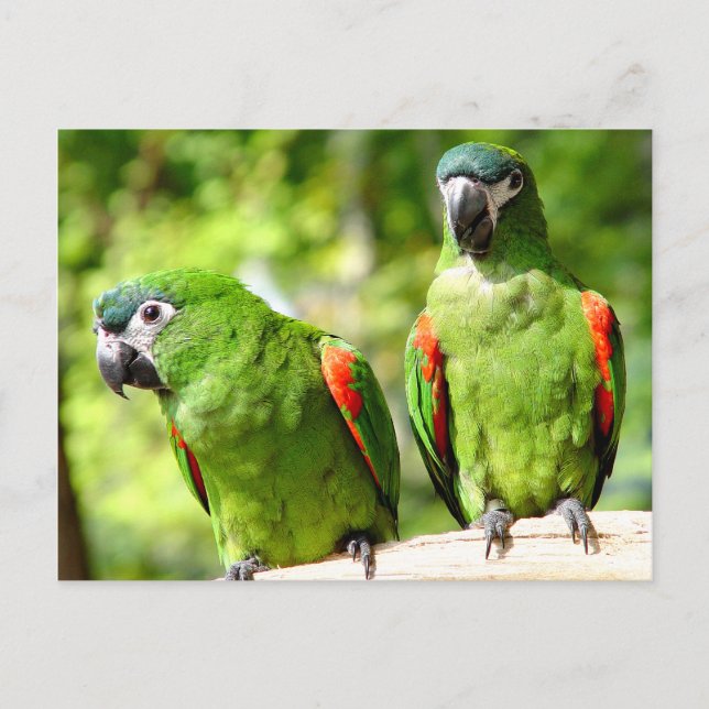 Pair of Green Parrots Postcard Postkarte (Vorderseite)