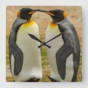 Pair of King Penguins, Falklands Quadratische Wanduhr