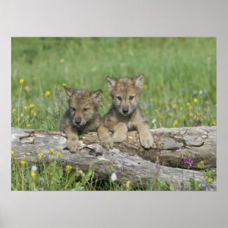 Pair of Niedlich Wolf Cubs Poster