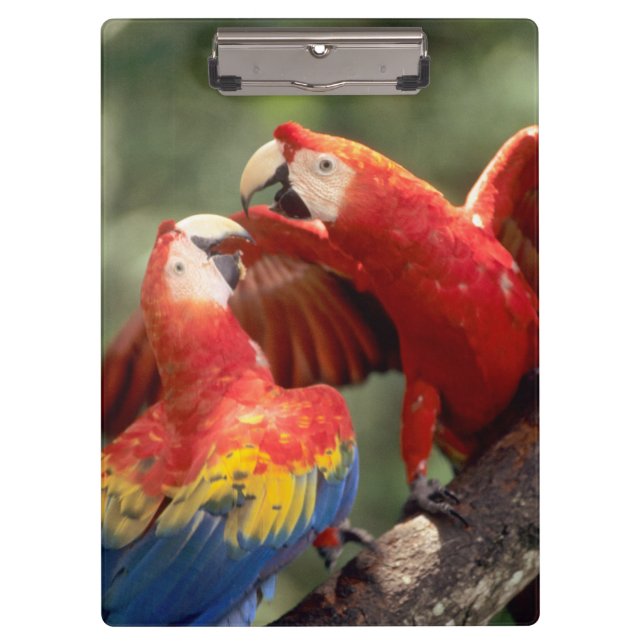 Pair of Scarlet Macaws Klemmbrett (Vorderseite)