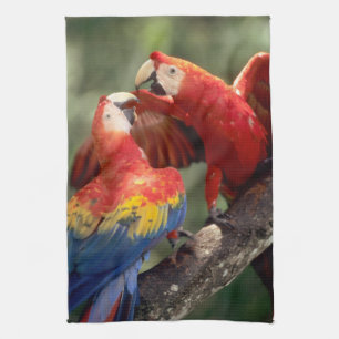 Pair of Scarlet Macaws Küchentuch