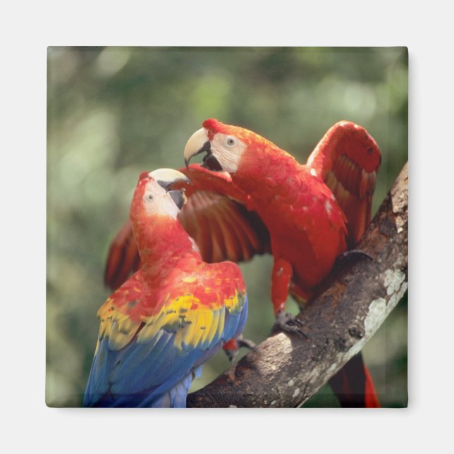 Pair of Scarlet Macaws Magnet (Vorne)