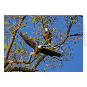 Paire d'aigle