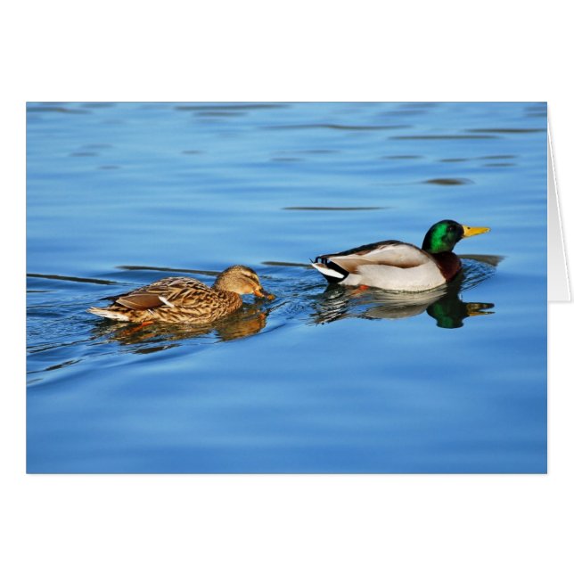 Paire de canards colverts (Devant horizontal)