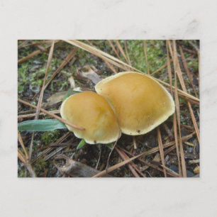 Paire de cartes postales Gold Creme OBX