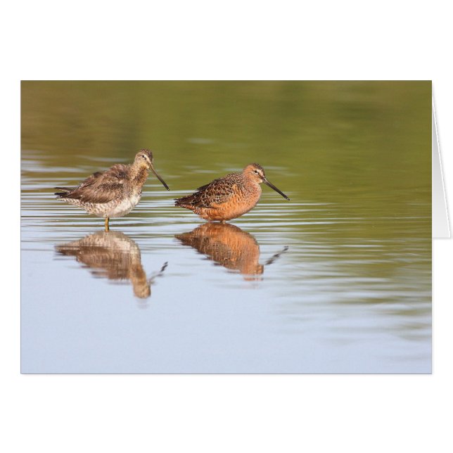 Paire de dowitchers (Devant horizontal)