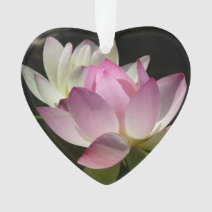 Paire de fleurs de Lotus II