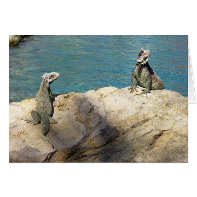 Paire de Iguanas Photographie de la faune tropical (Devant horizontal)