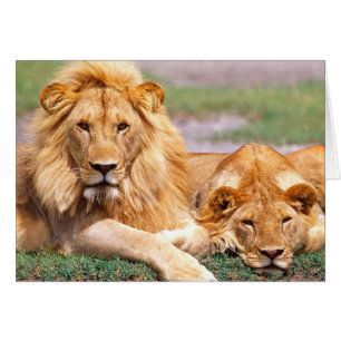 Paire de lions africains, Panthera leo, Tanzanie