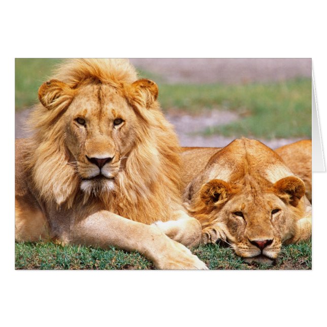 Paire de lions africains, Panthera leo, Tanzanie (Devant horizontal)
