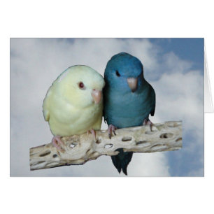 Paire de perroquets à l'état linéaire