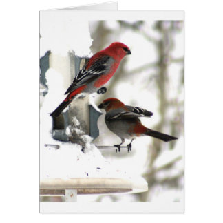 Paire de Pine Grosbeaks