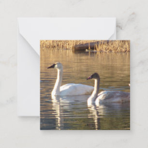 Paire de Swans Valentine's Day Note Cartes