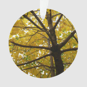 Paire d'érables jaunes Nature d'automne