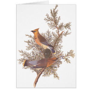 Paire d'oiseaux de cirage de cèdre d'Audubon sur À