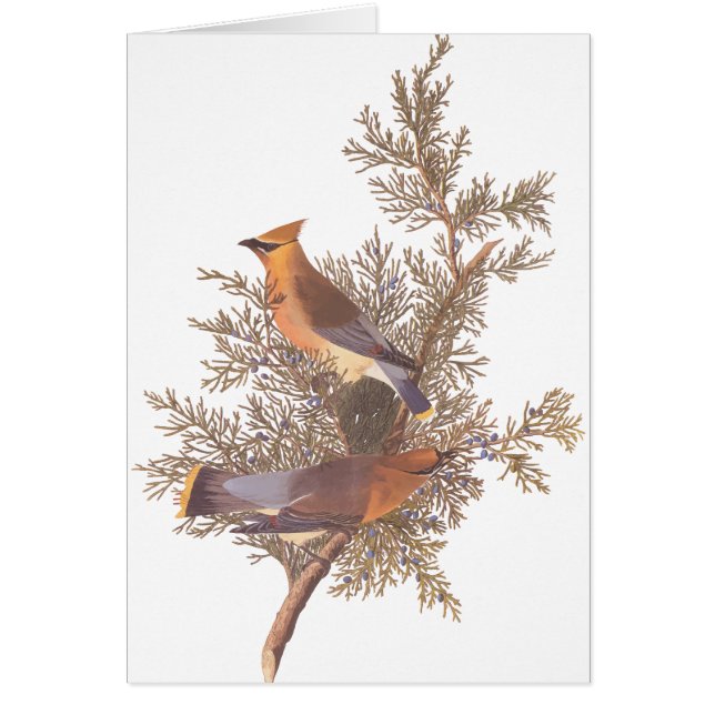 Paire d'oiseaux de cirage de cèdre d'Audubon sur À (Devant)