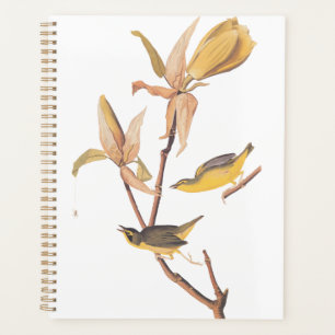 Paire d'oiseaux de Paruline du Kentucky d'Audubon
