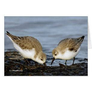 Paire mignonne de Sanderlings Sandpipers Partage u