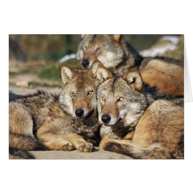 paires de loups gris (Devant horizontal)