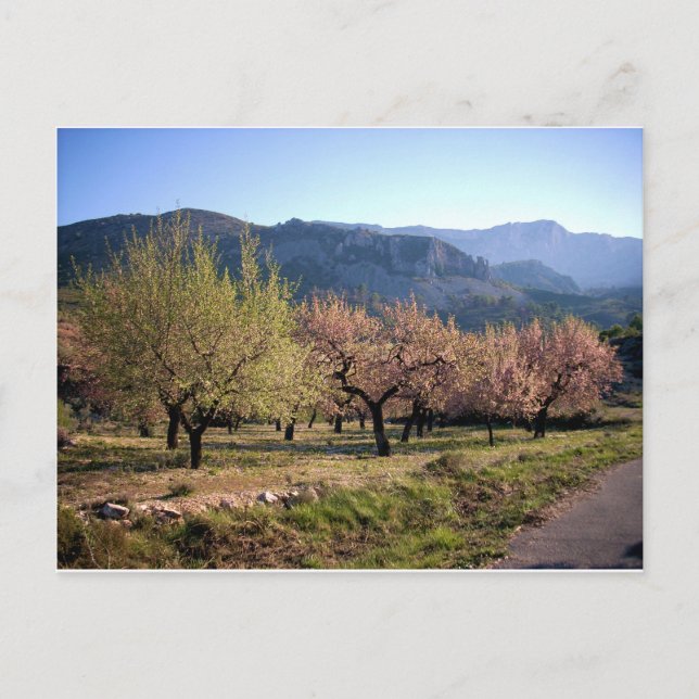 Paisaje campestre con árboles, Alicante, España Postkarte (Vorderseite)