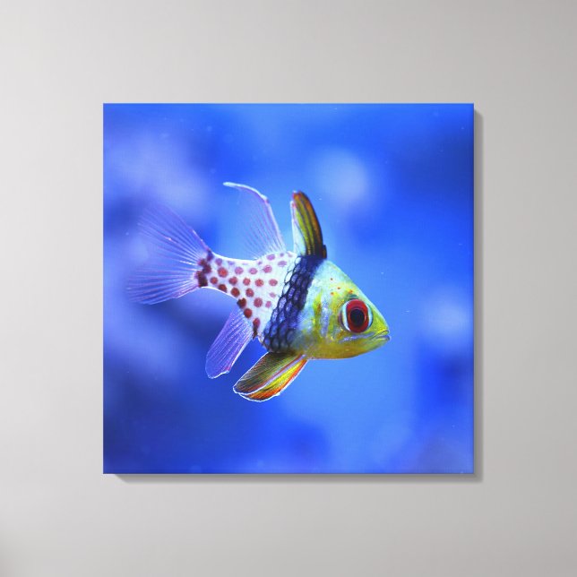Pajama Cardinalfish - The Reef Collection Leinwanddruck (Vorderseite)