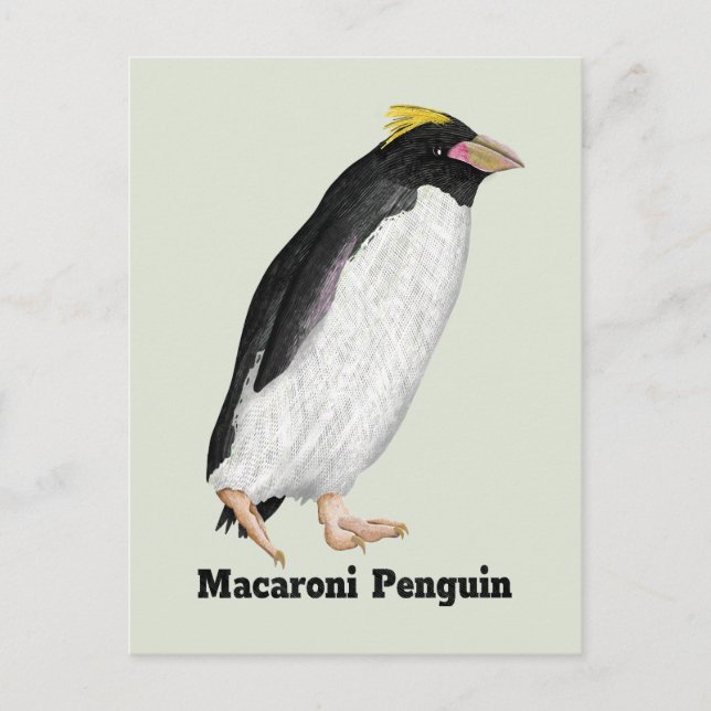 Paläeudyptes Extinct Pinguin Postkarte (Vorderseite)