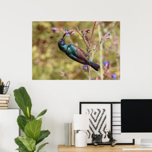 Palästina-Nektarvogel, Nationaler Vogel Wildlife Poster