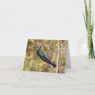 Palästina-Nektarvogel, Nationalvogel Wildlife Post Karte