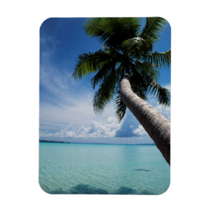 Palau, Mikronesien, Palme an der Palau-Lagune Magnet