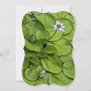 PALE=LAVENDER LOTUS BLOSSOM UND LEIHE PADS