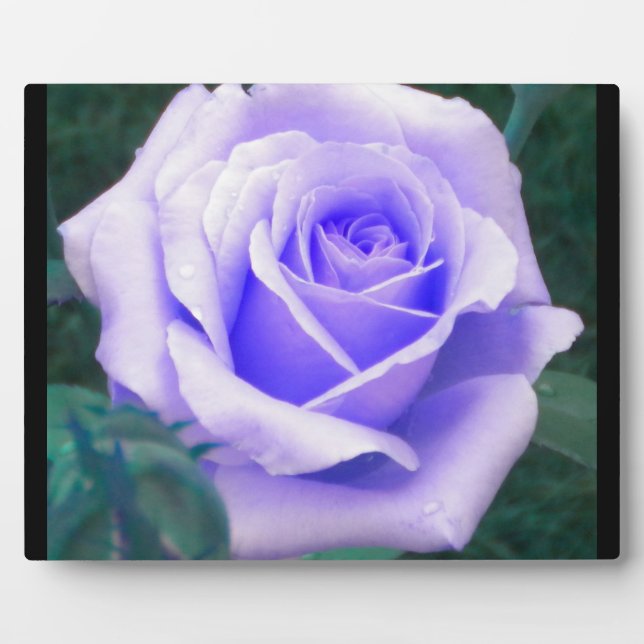 Pale Lavender Rose Foto Plaque Fotoplatte (Vorderseite)