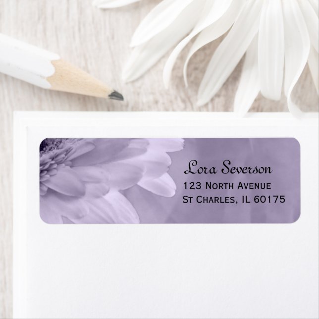 Pale Lila Tinted Gerber Daisy Rücksendeadresse (Insitu)