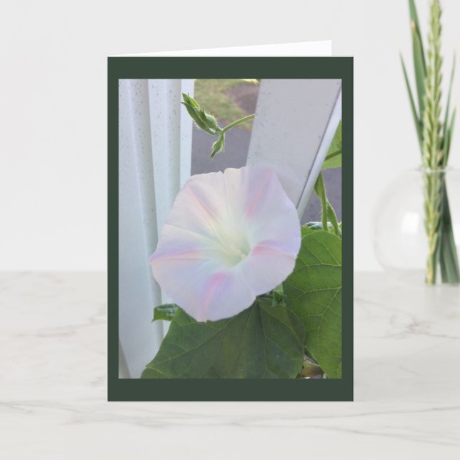 Pale Opal Morning Glory Blank Karte (Vorderseite)