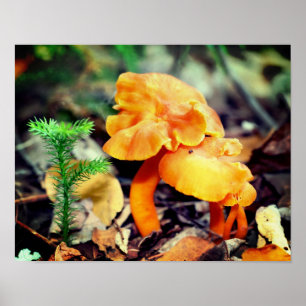 Pale Orange Wild Mushrooms Close Up Poster