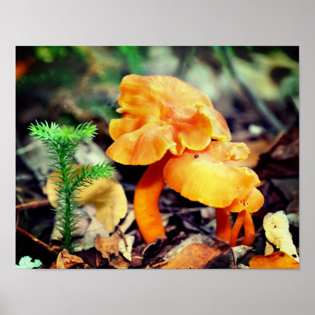 Pale Orange Wild Mushrooms Close Up Poster (Vorne)