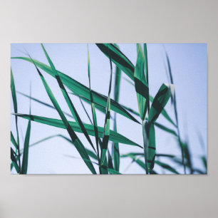 Pale Pastell Green Grass Reeds Poster